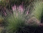 Molinia caerulea image