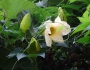 Momordica cochinchinensis image