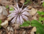 Monarda bradburiana image