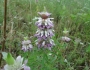 Monarda citriodora image