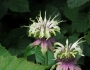 Monarda clinopodia image