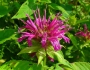 Monarda didyma image