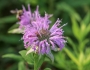 Monarda fistulosa image