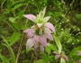 Monarda punctata image