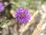 Monardella undulata image