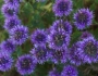 Monardella villosa image