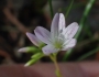 Montia parvifolia image
