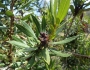 Morella californica image