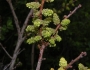 Morella caroliniensis image