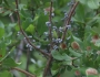 Morella pensylvanica image