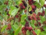 Morus alba image