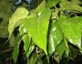 Morus australis image