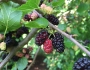 Morus rubra image