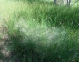 Muhlenbergia asperifolia image