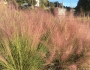 Muhlenbergia capillaris image