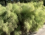 Muhlenbergia dumosa image