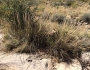 Muhlenbergia emersleyi image