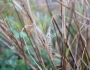 Muhlenbergia glomerata image