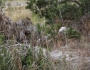 Muhlenbergia lindheimeri image