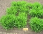Muhlenbergia mexicana image