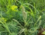 Muhlenbergia racemosa image