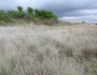 Muhlenbergia reverchonii image