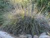 Muhlenbergia rigens image