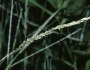 Muhlenbergia schreberi image