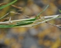 Muhlenbergia sylvatica image