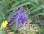 Muscari comosum image