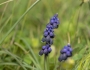 Muscari neglectum image