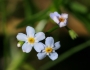 Myosotis laxa image