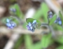 Myosotis stricta image