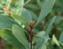 Myrica gale image