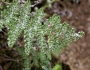 Myriopteris covillei image