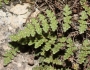 Myriopteris gracilis image