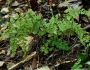 Myriopteris lanosa image