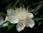 Myrtus communis image