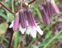 Nabalus albus image
