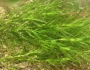 Najas guadalupensis image