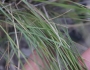 Nassella lepida image