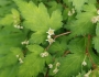 Neillia incisa image