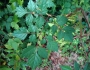 Nekemias arborea image