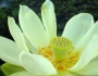 Nelumbo lutea image
