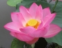 Nelumbo nucifera image