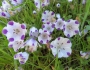 Nemophila maculata image