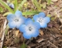 Nemophila menziesii image