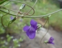 Neogaerrhinum strictum image