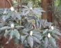 Neolitsea sericea image