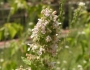 Nepeta cataria image